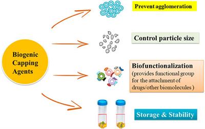 Role of Biogenic Capping Agents in the Synthesis of Metallic Nanoparticles and Evaluation of Their Therapeutic Potential